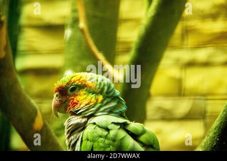 Bild aus einem kubanischen amazonas auch als kubanischer Papagei oder der Rosenpapagei Amazona leucocephala bekannt Stockfoto