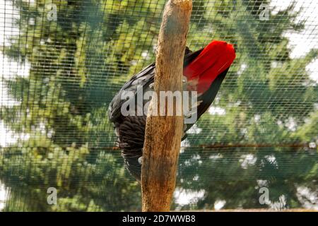 Blick auf einen grauen Papagei, Psittacus erithacus, auch bekannt als der Kongo grauen Papagei, Kongo afrikanischen grauen Papagei oder afrikanischen grauen Papagei Stockfoto