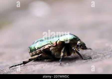 Goldglänzender Rosenkäfer oder Gemeiner Rosenkäfer (Cetonia aurata), Weilerswist, Nordrhein-Westfalen, Deutschland Stockfoto