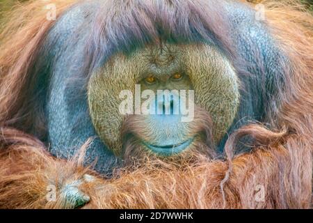 Orang-Utan, Pongo pygmaeus, erwachsener Rüde. Stockfoto