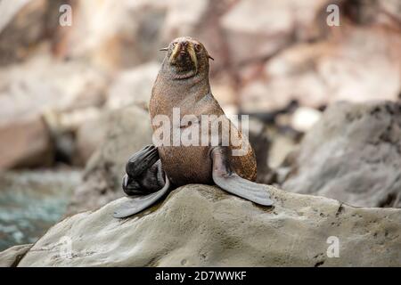 Guadalupe Pelzrobben, Arctocephalus townsendi, wurden an einem Punkt gedacht, um zu wenige in der Zahl zu sein, um Aussterben zu vermeiden. Eine beträchtliche Bevölkerung kann jetzt sein Stockfoto