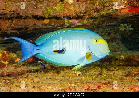 Dieser weibliche Gelbflossen-Surgeonfisch, Acanthurus xanthopterus, befindet sich an einer Reinigungsstation, die von zwei endemischen hawaiianischen Reinigungswangen, Labroid, überschaut wird Stockfoto