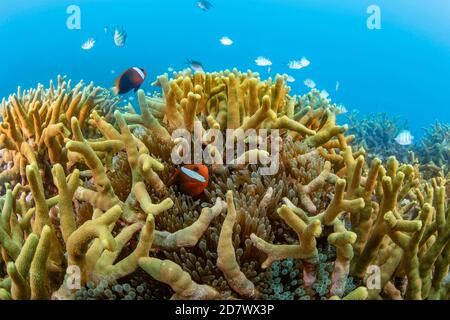 Diese verspannte Anemonefish, Amphiprion frenatus, in einem Zwiebeltenakel Meer Anemone, Entacmaea quadricolor, waren nur einer von Dutzenden in diesem riesigen r eingebettet Stockfoto