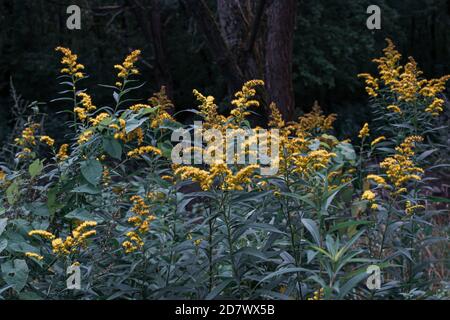 Die wilden Blüten von Solidago canadensis oder später Goldrute. Selektiver Fokus. State Blume der US-Bundesstaaten Kentucky und Nebraska Stockfoto