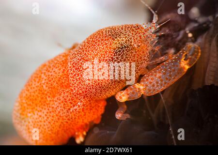 Eine weibliche Perlenausterngarnele, Conchodytes meleagrinae, in einer schwarzen Perlenauster, Pinctada margaritifera, Hawaii. Stockfoto