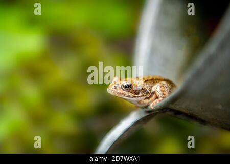 Ein Frosch schaut aus einer Metallbewässerungskanne Stockfoto