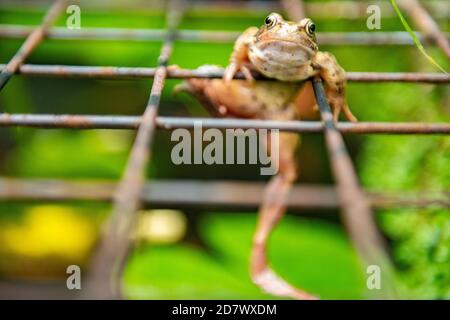 Ein Frosch hängt an einem Metallgitter mit grimmigen Abschreckung Stockfoto