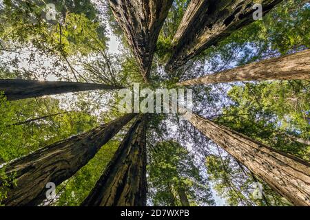 Redwood National Park, Kalifornien, USA Stockfoto