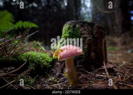 Pilz Stockfoto