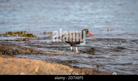 Schwarze Austernfischer Haematopus bachmani auf Küstenfelsen. Stockfoto