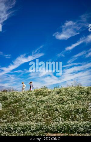 Drei Menschen, die im Sommer in England über einem Blumenufer spazieren. Sommer blauer Himmel mit weißen Wolken in großer Höhe. Stockfoto