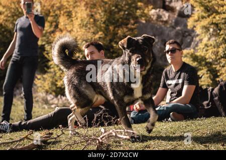 Split Croatia Oktober 2020 Fröhlicher, freundlicher Hund, der vor einer Gruppe von Freunden in der Natur sitzt und Spaß beim Picknick hat. Warmer Herbst da Stockfoto