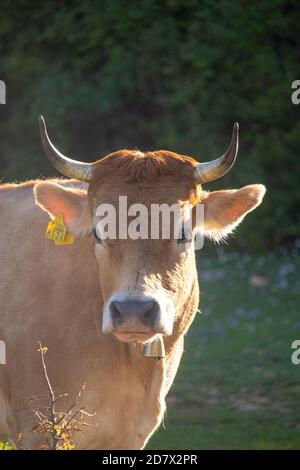 Gerade auf Ansicht einer orangefarbenen Kuh mit Hörnern, die gerade aussehen, mit einer goldenen Glocke und einem gelben Markierungsschild am Ohr. Umgeben von Bäumen im n Stockfoto