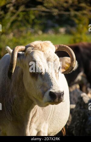 Kopf einer weißen Kuh mit schwarzen Flecken und langen gewinkelten runden Hörnern gerade, umgeben von Gras. Gefunden beim Wandern in einem Wald Stockfoto