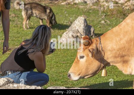 Blonde Mädchen hockte in der Nähe einer wilden orange Kuh mit Hörnern und einer goldenen Glocke, neugierig und macht ein Foto von der Kuh. Brown Wildhund im Hintergrund ins Stockfoto