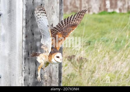 Barn Owl Barching und Fliegen Stockfoto