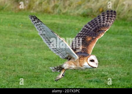 Barn Owl Barching und Fliegen Stockfoto