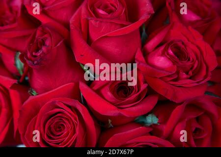 Rote Rosen Muster Vollformat Stockfoto