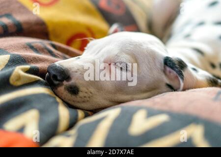 Schlafender Hund im Bett. Haustier zu Hause.nettes Porträt von dalmatinischen Welpen 9 Wochen alt. Kleiner dalmatinischer Welpe. Geringe Schärfentiefe. Konzentriere dich auf seine geschlossenen Augen. Stockfoto