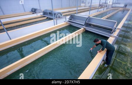 Neustadt Glewe, Deutschland. Oktober 2020. Der Biologe Jörg Ullmann untersucht eine Wasserprobe mit Spirulina-Blaualgen an einem der Wassertanks der Algenfarm. In einer der größten Algenfarmen Europas werden Algen für die Lebensmittelindustrie in tropisch-warmen Wasserbecken mit einer Gesamtkapazität von 600,000 Litern angebaut. Die Dr. Eberhard Bioenergie GmbH & Co. Kg bereitet den Schritt vom Piloten zur industriellen Algenproduktion in den ehemaligen Gewächshäusern vor. Quelle: Jens Büttner/dpa-Zentralbild/dpa/Alamy Live News Stockfoto