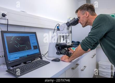 Neustadt Glewe, Deutschland. Oktober 2020. Der Biologe Jörg Ullmann untersucht das Wachstum der Blaualge Spirulina unter dem Mikroskop. In einer der größten Algenfarmen Europas werden Algen für die Lebensmittelindustrie in tropisch-warmen Wasserbecken mit einer Gesamtkapazität von 600,000 Litern angebaut. Die Dr. Eberhard Bioenergie GmbH & Co. Kg bereitet den Schritt vom Piloten zur industriellen Algenproduktion in den ehemaligen Gewächshäusern vor. Quelle: Jens Büttner/dpa-Zentralbild/dpa/Alamy Live News Stockfoto