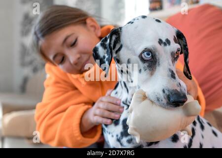 Der dalmatinische Hund hält sein Lieblingsspielzeug in den Zähnen, und das Mädchen versucht es zu nehmen. Hund mit Heterochromie. Fokussiere dich auf einen Hund, ein Mädchen in Unschärfe.seichte Schärfentiefe. Stockfoto