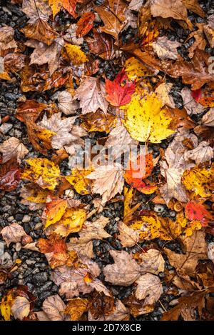 Nass gefallener Herbst Blätter auf Kies. Stockfoto