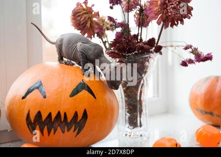 Niedliche kleine graue Don sphynx Kätzchen auf halloween Kürbis sitzen Stockfoto