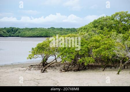 Mangrovenwald der Bucht von Chame Stockfoto