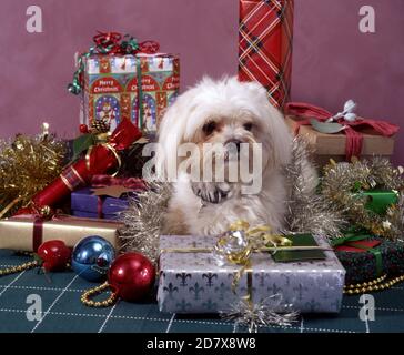 CUTE MALTESE TERRIER HUND SITZT ZWISCHEN EINGEWICKELTEN WEIHNACHTSGESCHENKE & DEKORATIONEN. Stockfoto