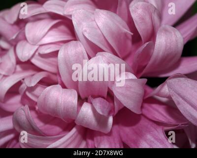 NAHE AUFNAHME DER BLÜTENBLÄTTER EINES ROSA CHRYSANTHEMENBLÜTEN, DIE AUCH ALS CHRYSANTHEMEN BEKANNT SIND. Stockfoto