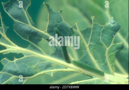 RAUPE DES WEISSKOHL-SCHMETTERLINGS (PIERIS BRASSICAE) UND DIE SCHÄDEN AN EINER KOHLANLAGE. Stockfoto