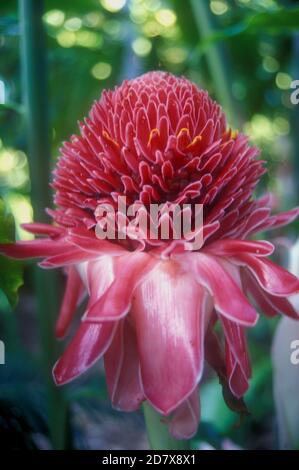 NAHAUFNAHME DER ROTEN BLUME EINER FACKEL-INGWERPFLANZE (ETLINGERA ELATIOR), DIE AUCH UNTER VIELEN NAMEN BEKANNT IST, DARUNTER FACKEL LILY, WILDER INGWER UND PORZELLANROSE. Stockfoto