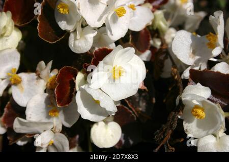 NAHAUFNAHME VON WEISSEN BETTDECKEN BEGONIA BLUMEN Stockfoto