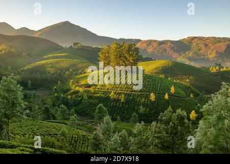 Tee-Plantagen in Munnar, Kerala, Indien Stockfoto