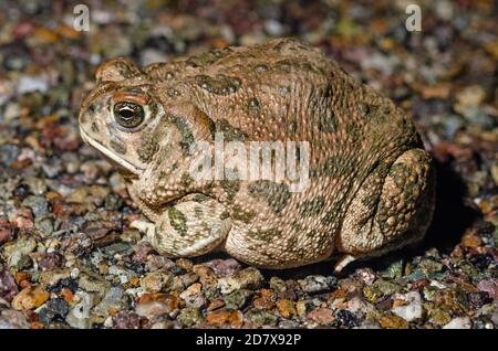 Holzhaus-Kröte (Anaxyrus woodhousii) Stockfoto