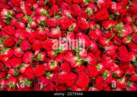 Frische rote Rosen Köpfe cloe up Hintergrund Stockfoto