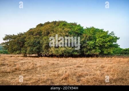 Erstaunliches Banyan Tree, Ficus benghalensis in Indien. Stockfoto