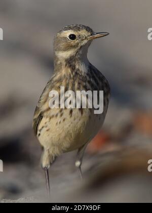 Ein amerikanischer Pipit (Anthus rubescens) Am Moss Landing Beach in Kalifornien Stockfoto