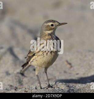 Ein amerikanischer Pipit (Anthus rubescens) Am Moss Landing Beach in Kalifornien Stockfoto