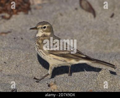 Ein amerikanischer Pipit (Anthus rubescens) Am Moss Landing Beach in Kalifornien Stockfoto