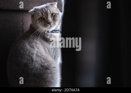 Katze Niedliche kleine Katze schlafen auf dem Sofa bei mir zu Hause Katze perfekter Traum Stockfoto