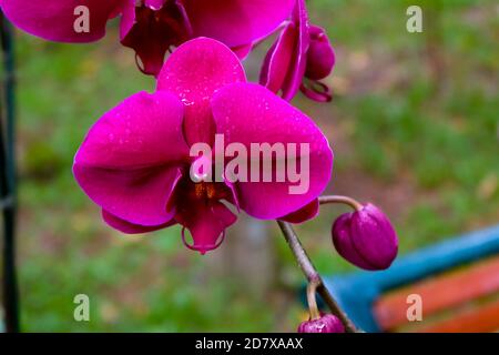 Nahaufnahme, wunderschöne Orchideenblume im natürlichen Garten mit weichem Fokus und verschwommenem Hintergrund, selektivierter Fokus Stockfoto