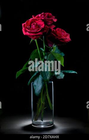 Rote Rosen mit einem dunkelblauen Hintergrund, Chiaroscuro, barocke Stil helle Malerei Stockfoto