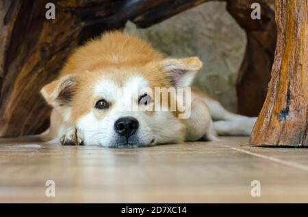 Nahaufnahme Gesicht von niedlichen braunen Hund auf dem Boden liegen Stockfoto