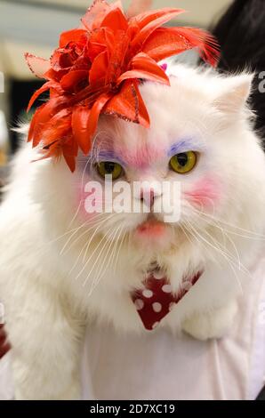 Weiße persische Katze verkleiden sich und bilden lustige Gesichter Stockfoto