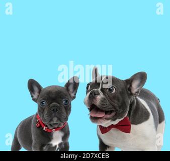Aufgeregt Französisch Bulldog keuchend, trägt Fliege und Französisch Bulldog Junge trägt Kragen auf blauem Hintergrund Stockfoto