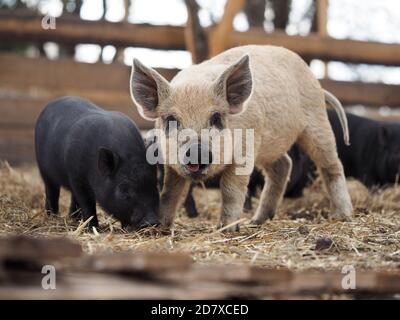 Mangaliza Schweine in einem Schweinestall auf dem Bauernhof Stockfoto