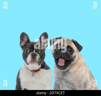 Pflichtbewusst Französisch Bulldog trägt Kragen, freuen uns und aufgeregt Pug freuen uns auf blauem Hintergrund Stockfoto