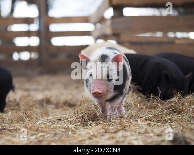 Vietnamesisches Schwein im Schweinestall der Farm Stockfoto